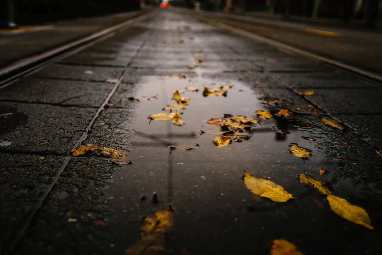 Situation de la question : Des feuilles mortes humides rendent la route glissante