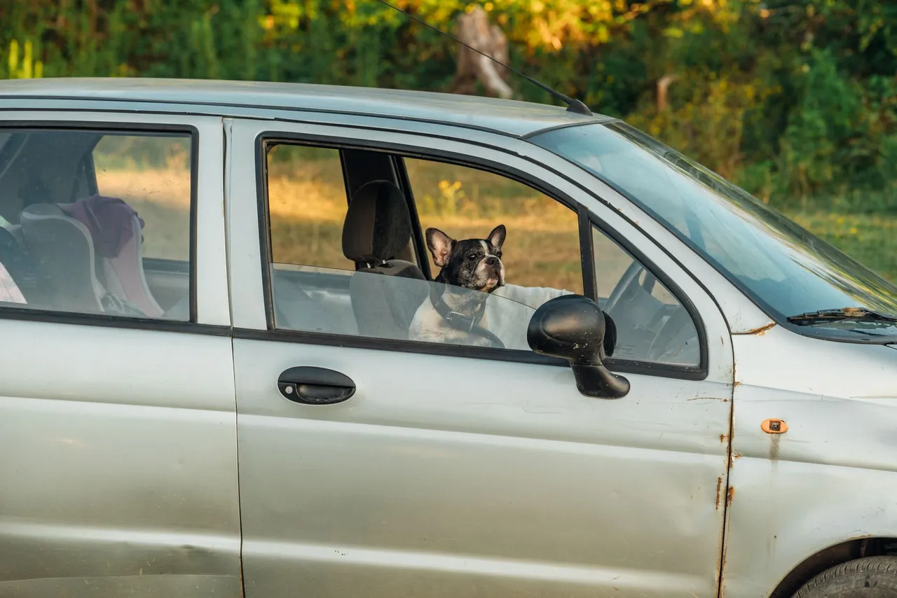 Situation de la question : En plein soleil, je laisse mon chien 5 minutes dans la voiture