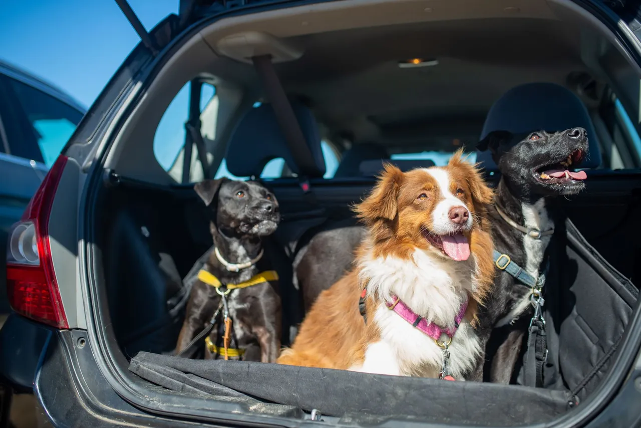 Situation de la question : Mon grand chien voyage dans le coffre du break sans grille. Il peut être projeté vers l’avant