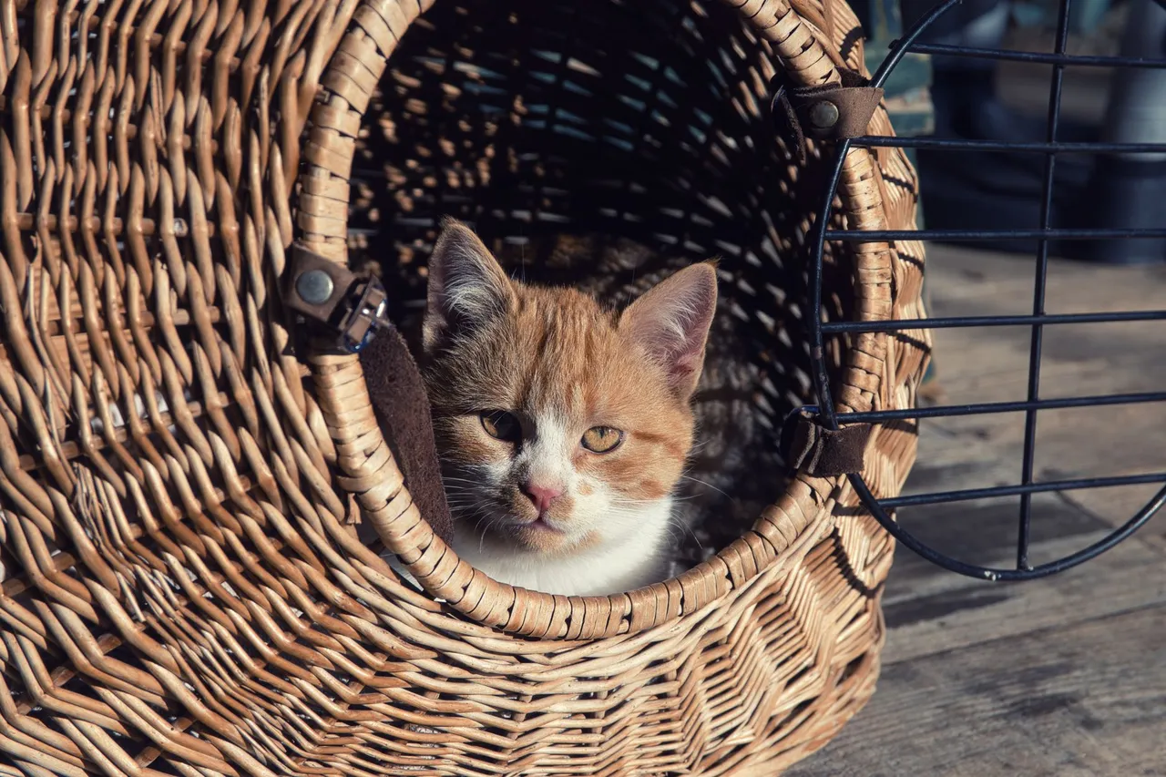 Situation de la question : Posée sur le siège sans fixation, la caisse de mon chat est sûre