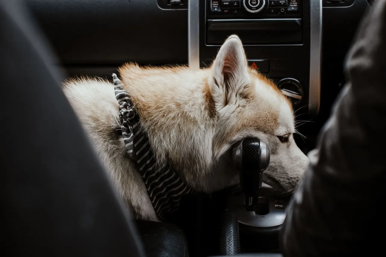 Situation de la question : Mon chien se glisse vers les pédales. Je continue à rouler