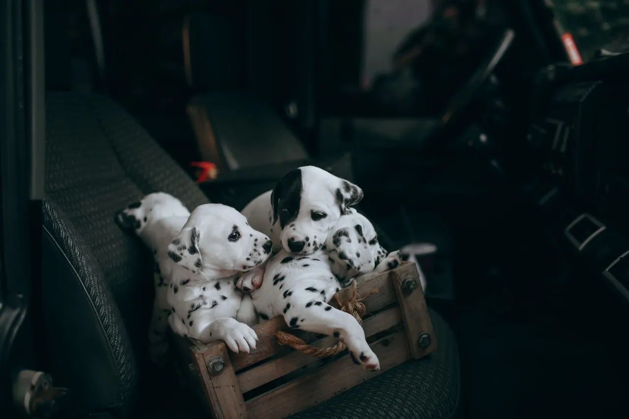 Situation de la question : Mon chiot est imprévisible. Je le sécurise encore plus